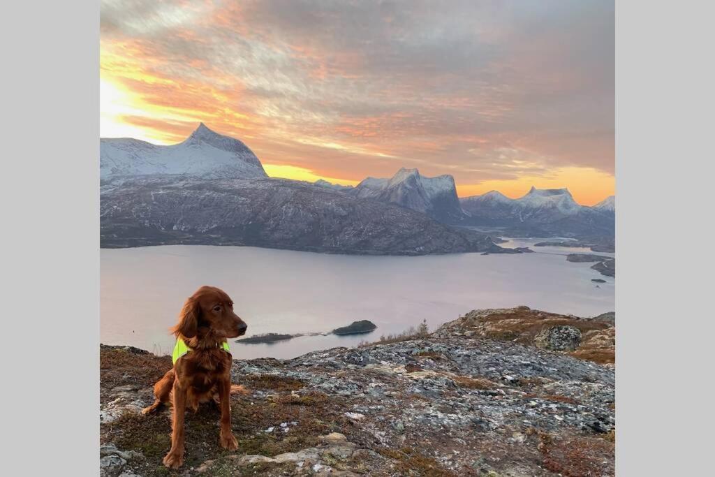 Efjord And Stetind Resort - Cabin Kobbernestinden Ballangen المظهر الخارجي الصورة