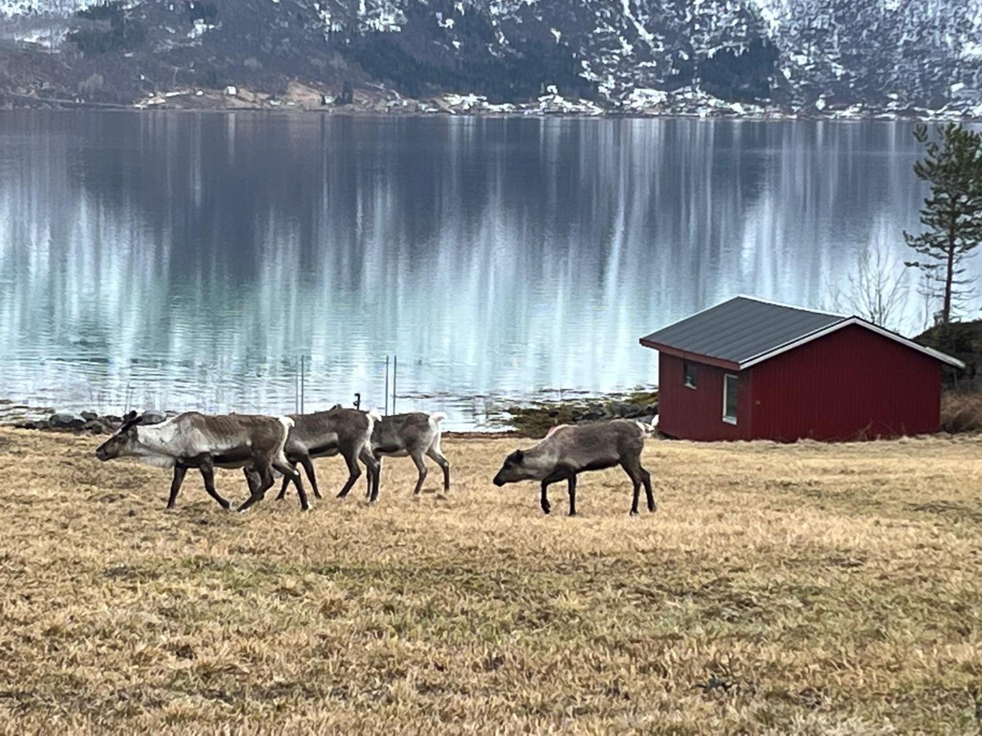 Efjord And Stetind Resort - Cabin Kobbernestinden Ballangen المظهر الخارجي الصورة