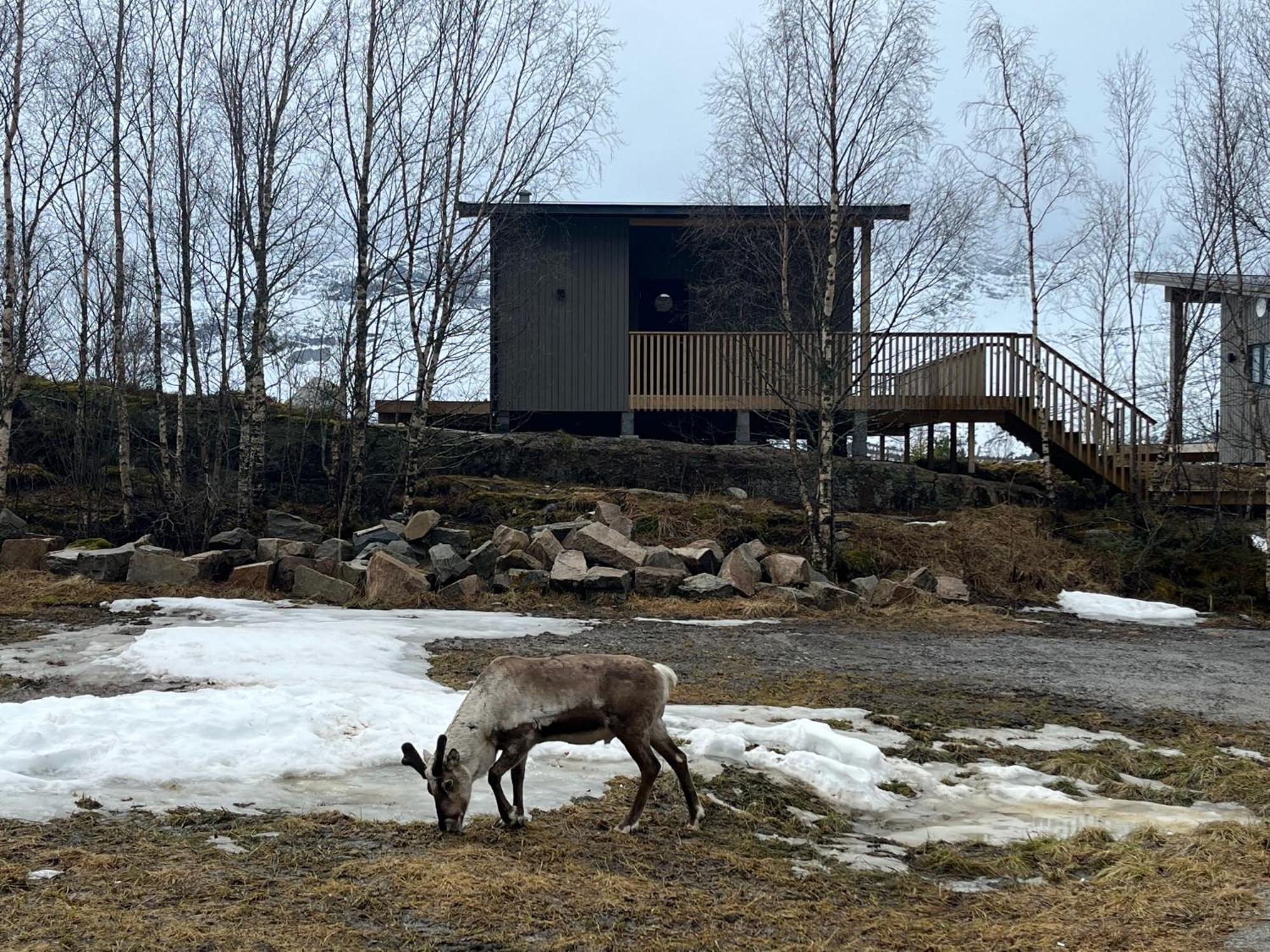 Efjord And Stetind Resort - Cabin Kobbernestinden Ballangen المظهر الخارجي الصورة